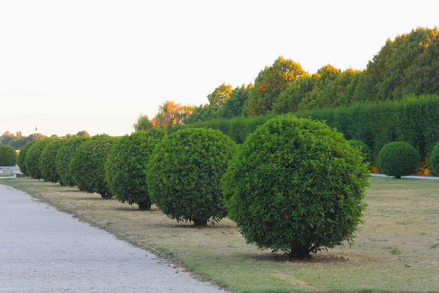 Shrub Maintenance