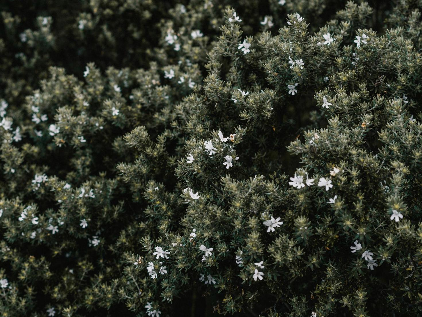 Lush shrubs after pruning