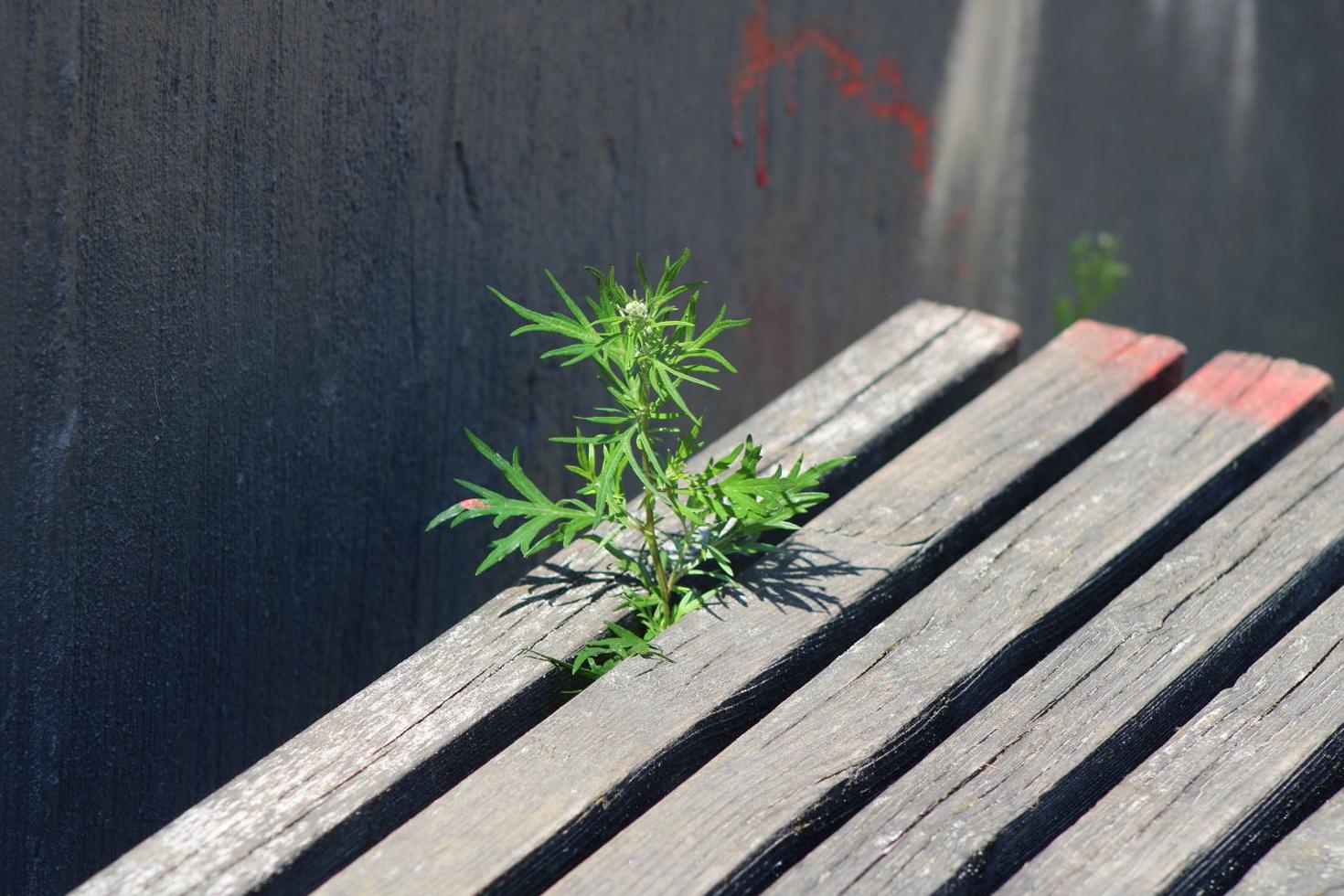 Before weed removal
