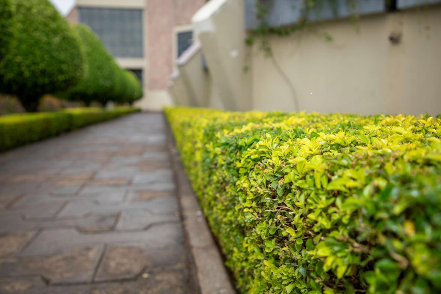 Garden Pathway