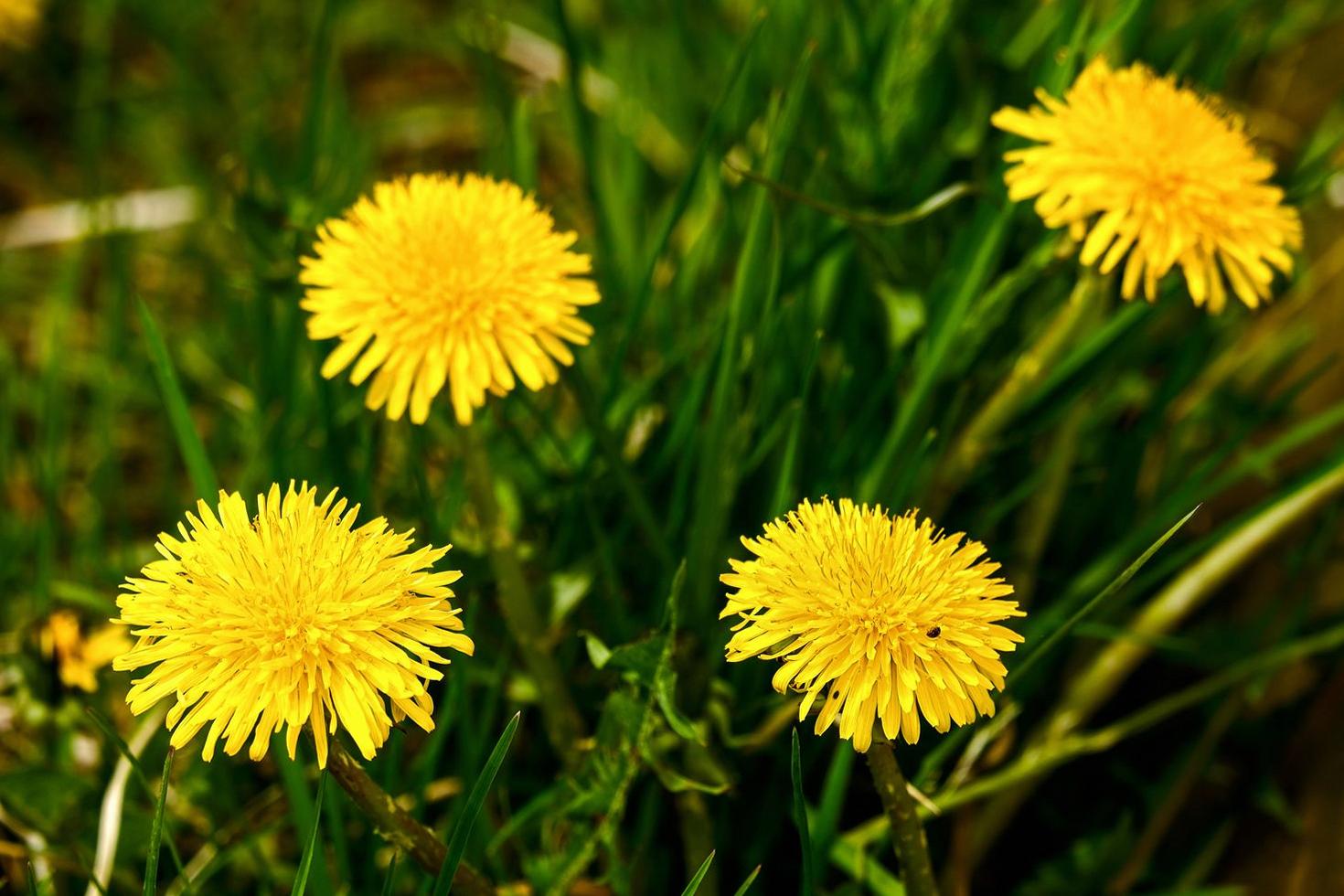 Dandelion weed control