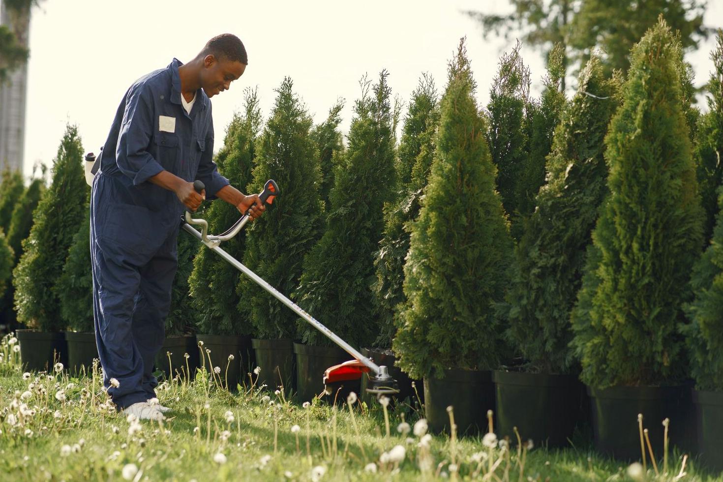 Hedge Trimming