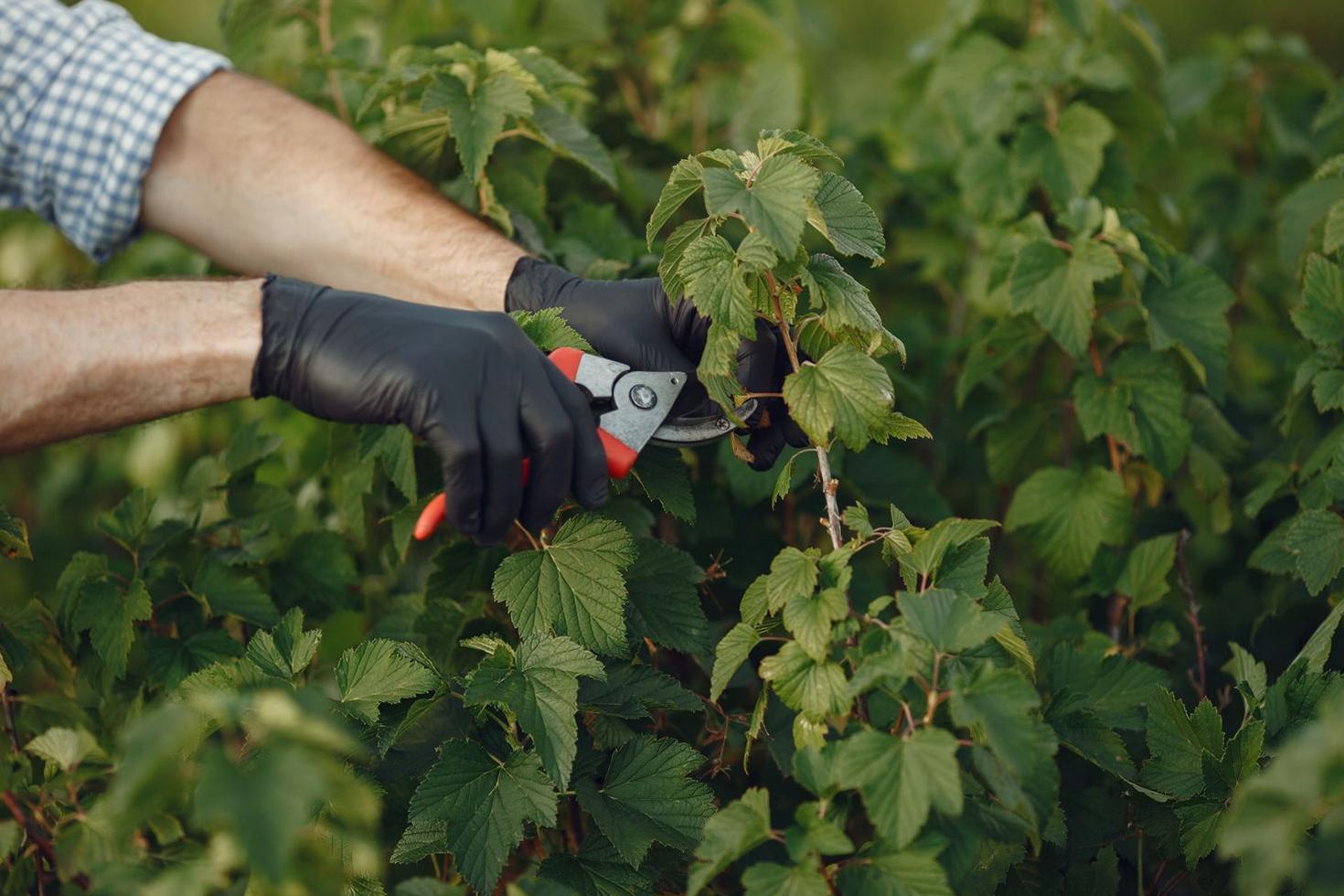 Gardener pruning