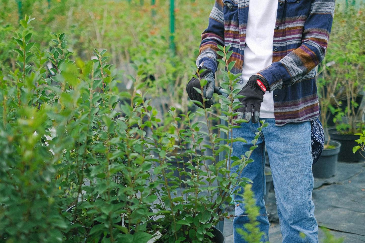 Mulching and planting