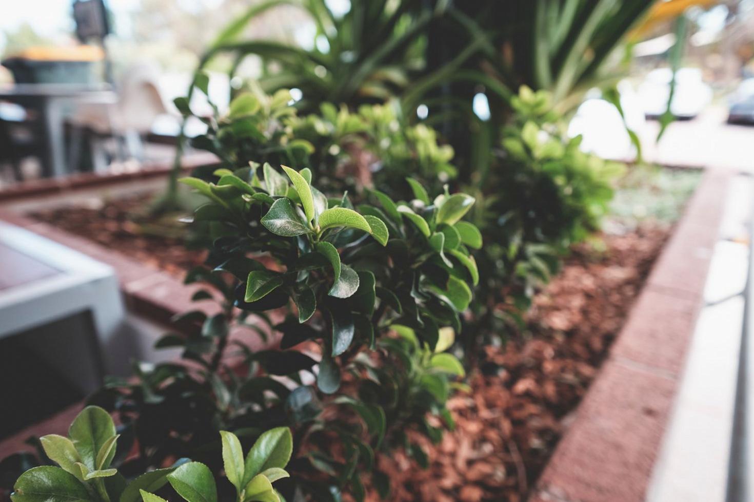 Potted plant care