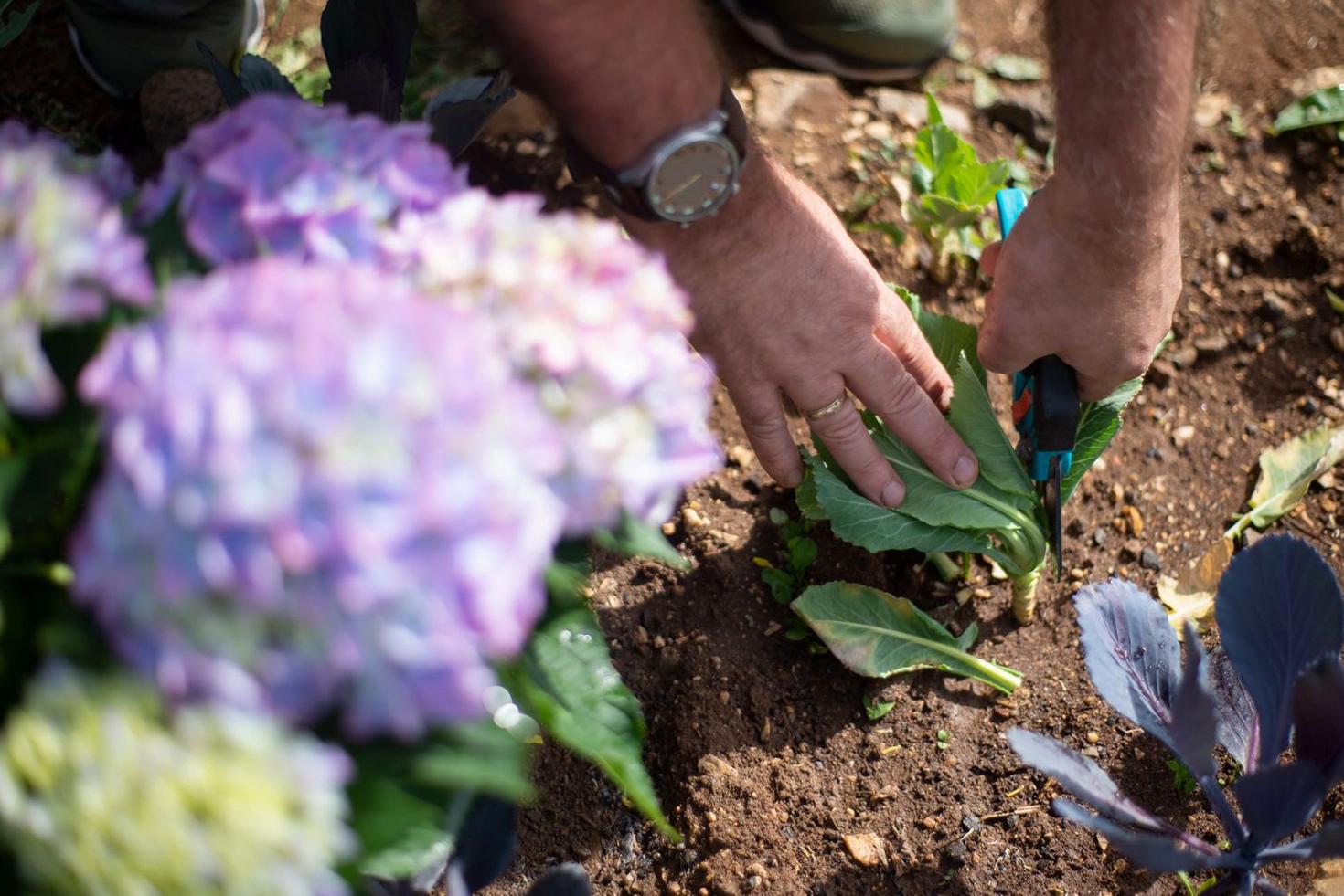Pruning shears in action